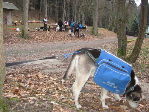 Toulovcův dogtrekking 02a